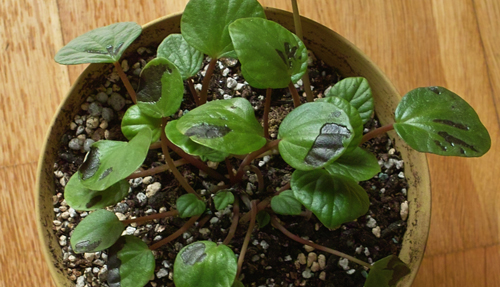 peperomia3